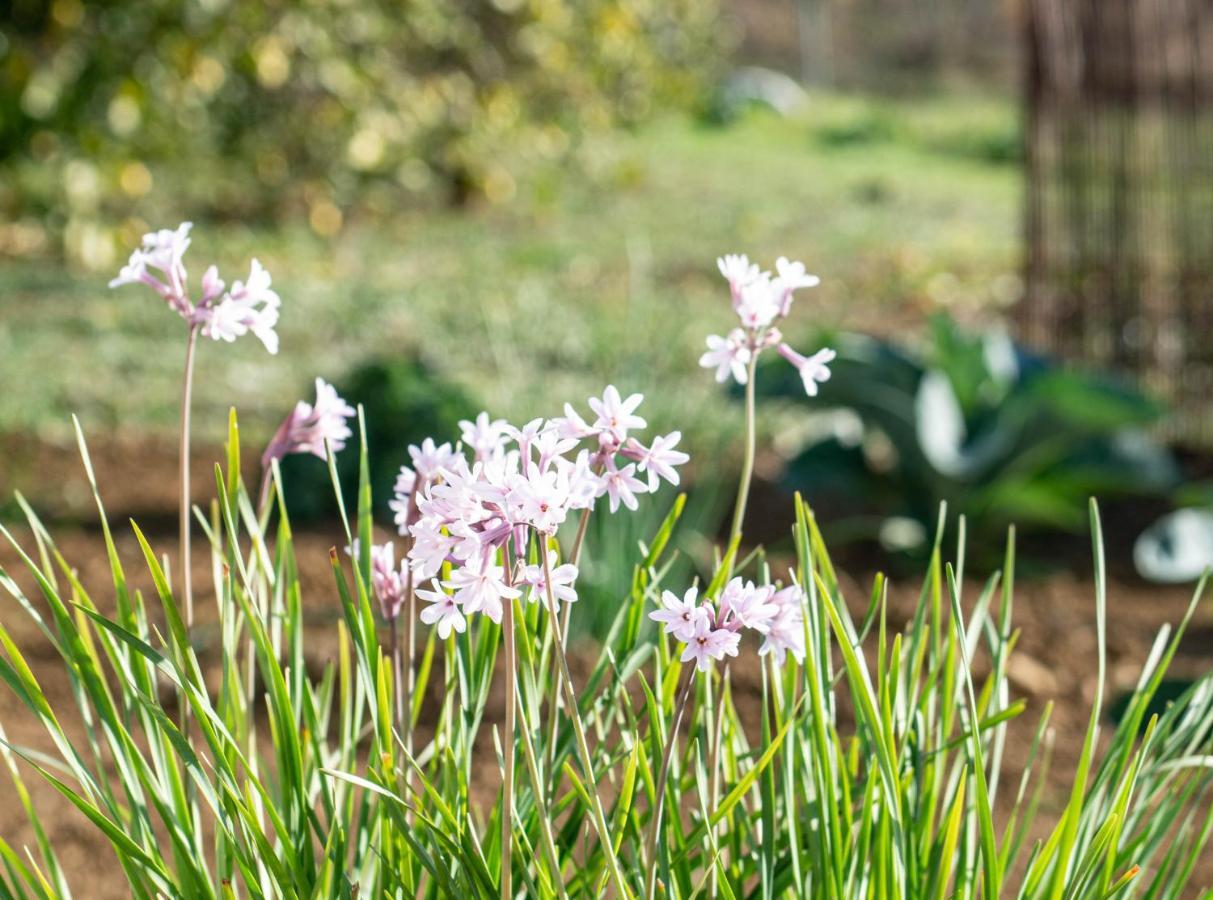 Finca El Limonar Alora Dış mekan fotoğraf